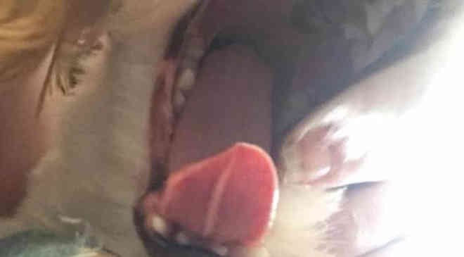 Cachorrinha levada para tosa em pet shop volta sem um pedaço da língua
