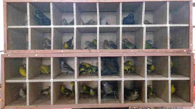 Ação conjunta recolhe 260 pássaros de cativeiro não autorizado em Marechal Cândido Rondon, PR