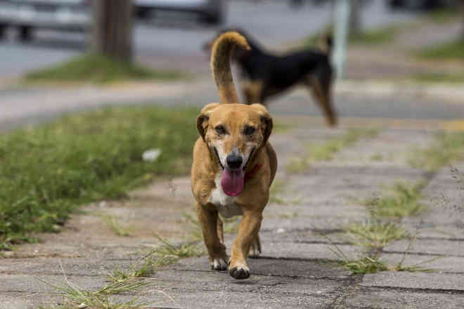 Pinhais (PR) oferece castração gratuita para cães e gatos