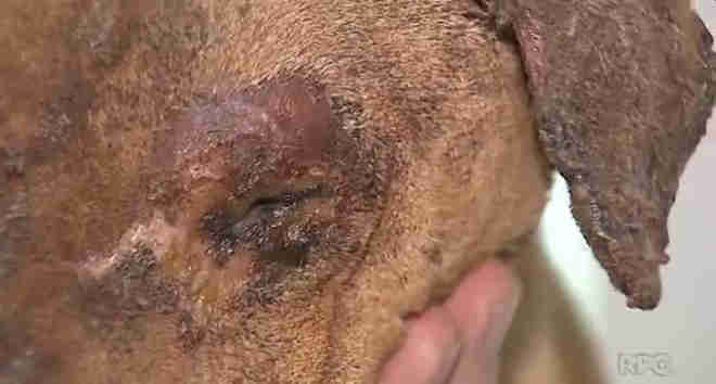 Homem bêbado põe fogo em cachorro porque animal estava latindo demais, diz polícia