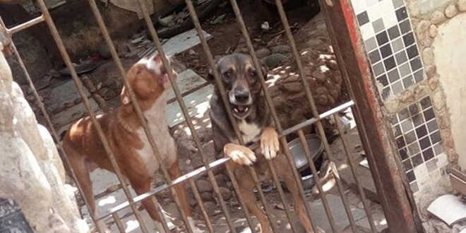 Superintendência de Proteção aos Animais verifica denúncias de maus-tratos em três bairros de Cabo Frio, RJ
