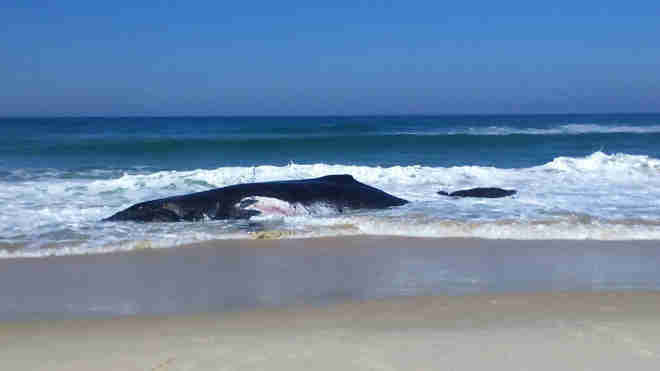 Morre baleia que ficou encalhada em praia da Ilha Grande, em Angra dos Reis, RJ