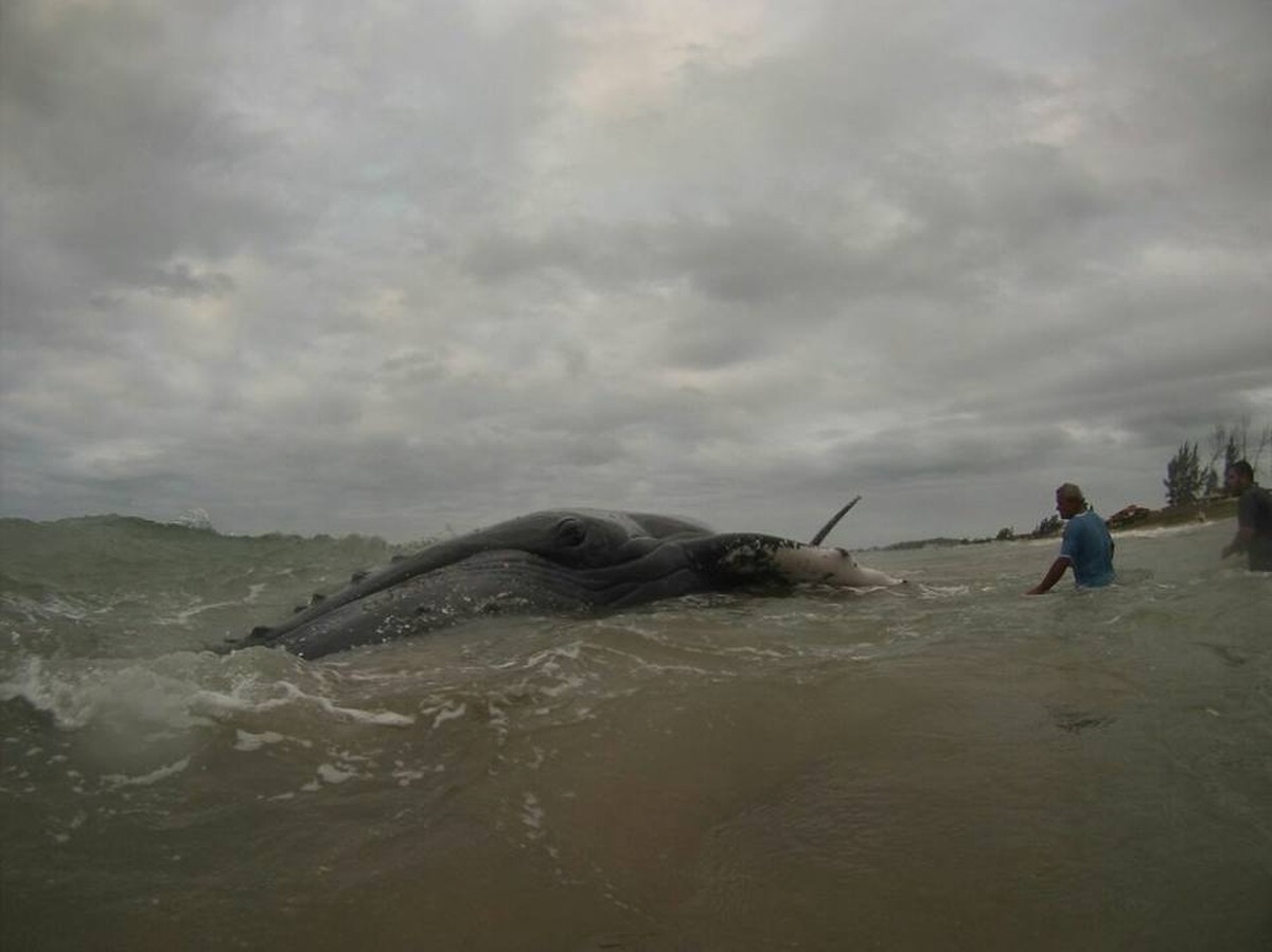 Filhote de baleia-jubarte encalha na Praia da Rasa, em Armação dos Búzios, no RJ