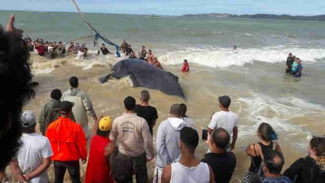 Filhote de baleia encalhado na Praia Rasa em Búzios (RJ) é devolvido ao mar