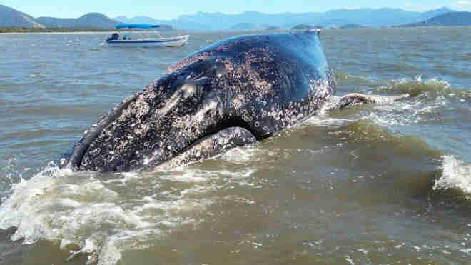 Poluição pode ser uma das causas do encalhe de baleias