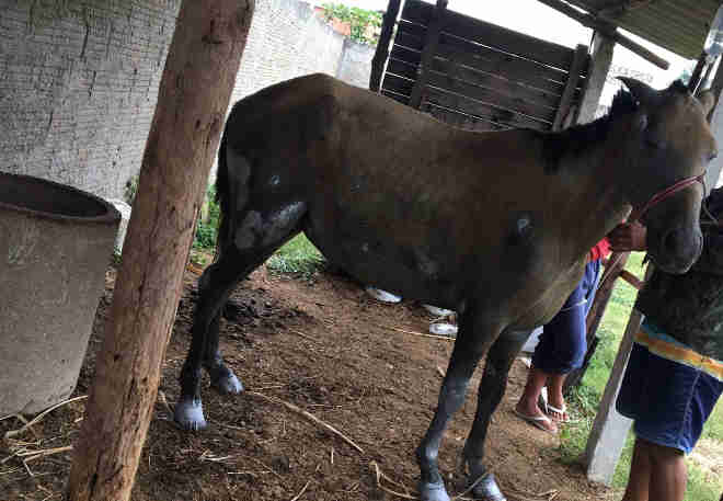 Moradores de Itatiaia (RJ) se mobilizam para ajudar égua prenhe que foi queimada em incêndio criminoso