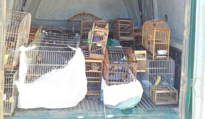 Homem é detido por manter pássaros em cativeiro em Natividade, no RJ