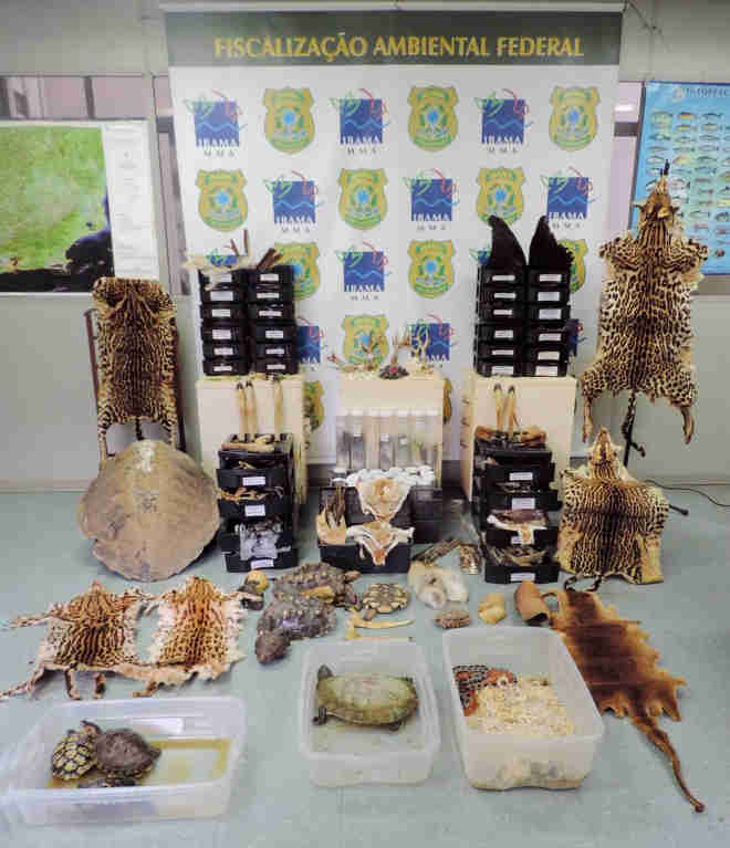 Ibama e Polícia Civil apreendem mais de mil partes de animais em poder de comerciante que as negociava pela web