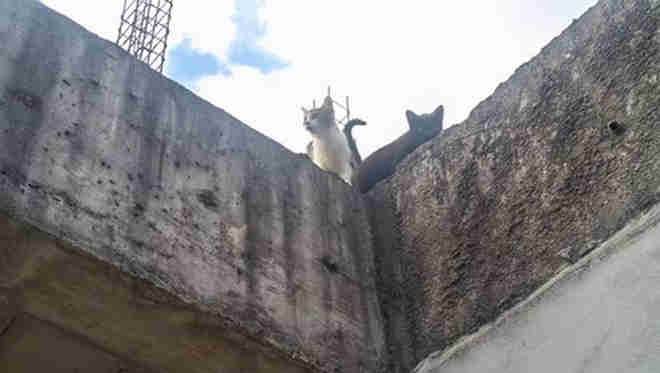 Mais de 10 gatos são deixados em escola municipal abandonada, denuncia morador de Rio das Ostras, RJ