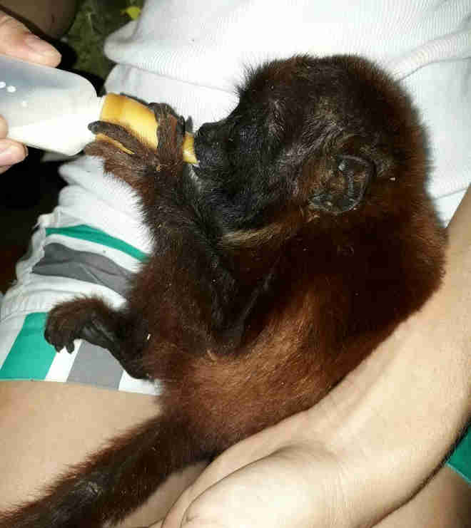 Filhote de macaco é resgatado com fratura em Colorado do Oeste, RO