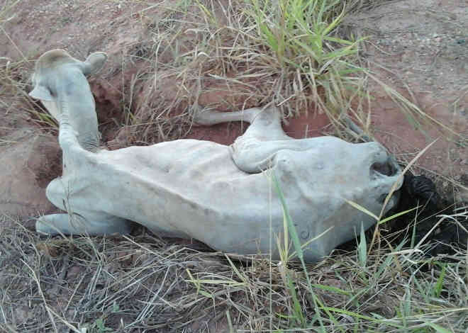 Vaca doente é achada abandonada em terreno de Ji-Paraná, RO