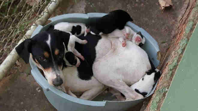 Cadela abandonada dentro de bacia com 7 filhotes ganha novo lar em RO