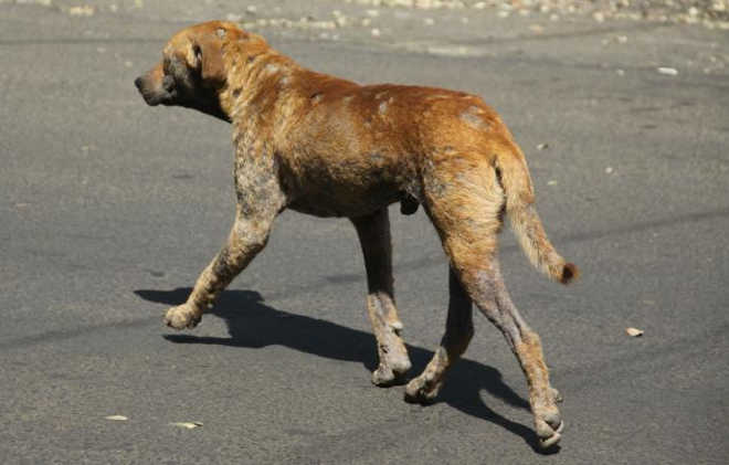 Desembargadora mantém proibido extermínio de cães com leishmaniose em Porto Alegre, RS