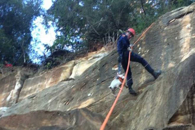 Bombeiros fazem rapel para resgatar cachorro em Pinheiral, RS