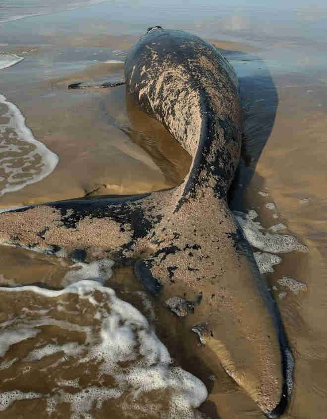 Filhote de baleia-franca é encontrado morto na beira da praia em Xangri-Lá, RS