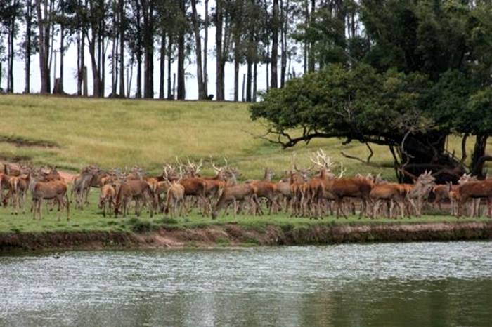 URGENTE: Ibama radicaliza e quer autorizar abate de animais do Pampas Safari, em Gravataí, RS