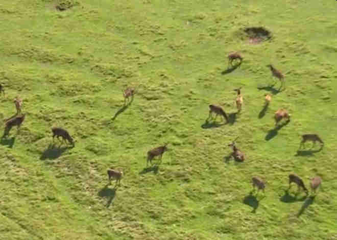 Justiça proíbe abate programado de animais do Pampas Safari em Gravataí, RS