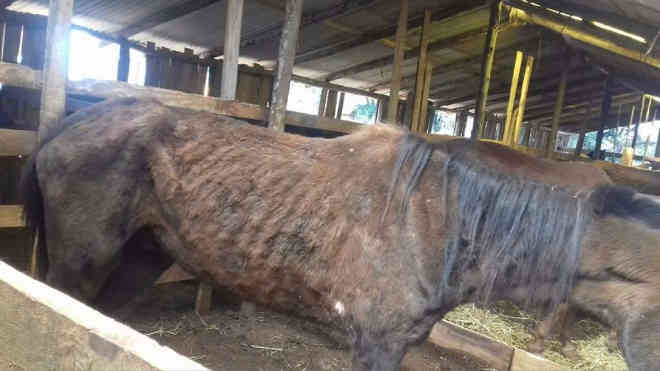 ONG que denunciou maus-tratos contra cavalos sob custódia da prefeitura de Passo Fundo (RS) aguarda sentença de ação