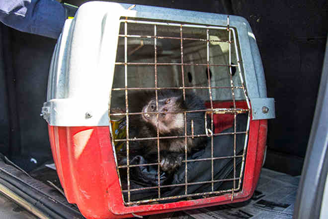Macaco com lata presa na mão é capturado por populares
