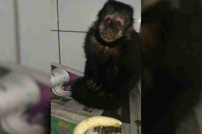 Macaco que teve mão presa em lata está de volta na natureza