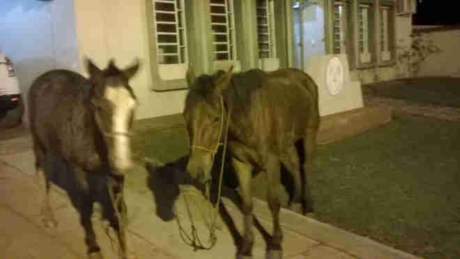 Brigada Militar resgata dois cavalos após maus-tratos por dois jovens em Tapejara, RS