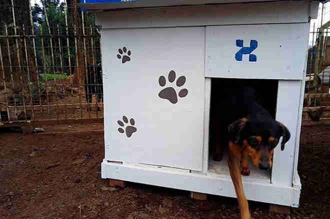 Funcionários de construtora constroem casas para cães abandonados no RS