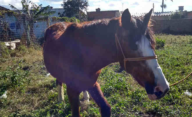 Patram resgata cavalo após denúncia de maus-tratos em Tramandaí, RS