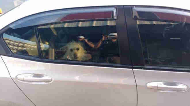 Bombeiros quebram vidro para resgatar cachorros presos em carro em Tramandaí, RS