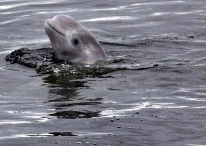 Ativistas alertam sobre comércio de baleias na Rússia