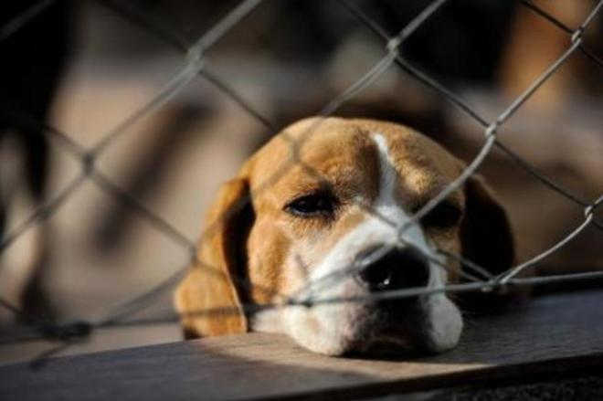 Projeto de lei prevê multa pesada a quem abandonar animais de estimação em Blumenau, SC