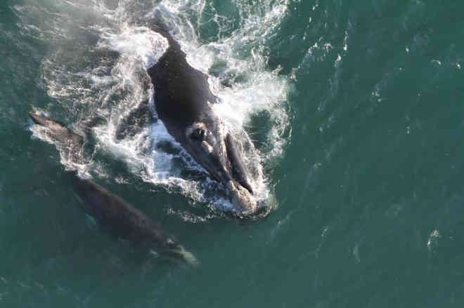 ICMBio alerta as pessoas para os riscos de se aproximar de baleias
