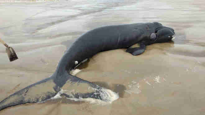 Filhote de baleia-franca é encontrado morto no Balneário Rincão, em SC