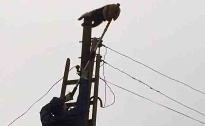 Tamanduá é resgatado por bombeiros de poste de energia elétrica em Brusque, SC