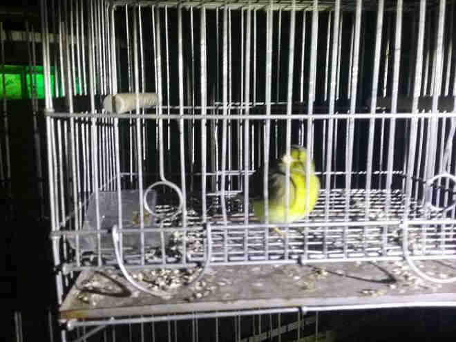 PM flagra aves silvestres em porta-malas de veículo, em Concórdia, SC