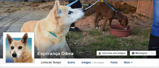 Cães e gatos disponíveis para adoção em Florianópolis (SC) recebem perfil no Facebook