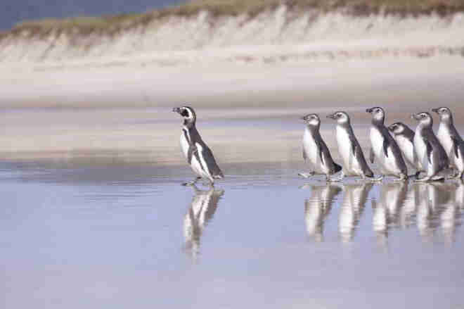 Após período de reabilitação, 13 pinguins são devolvidos ao mar em Florianópolis, SC