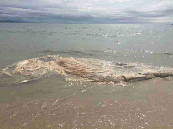 Carcaça de baleia aparece nas areias de Jurerê Internacional, em Florianópolis, SC