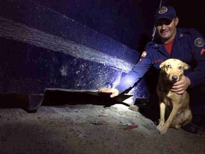 Cão prensado por contêiner por três horas é resgatado por bombeiros em SC