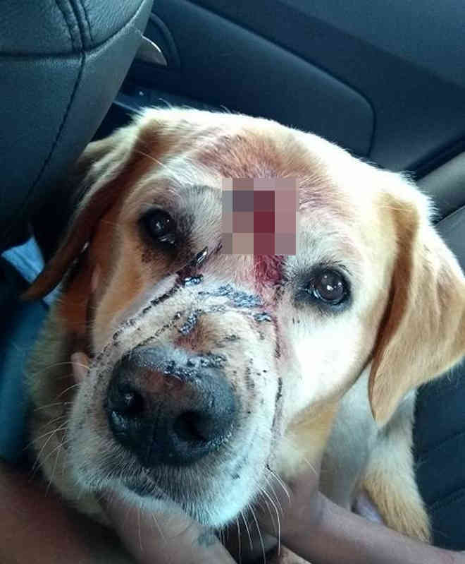Cão é esfaqueado na cabeça em Siderópolis, SC