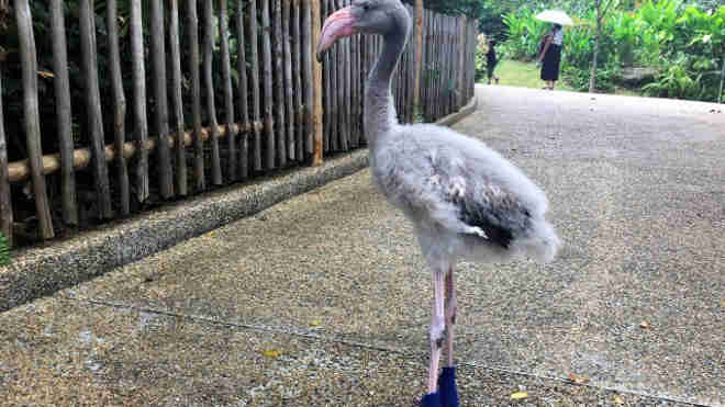 Filhote de flamingo ganha botas para conseguir andar