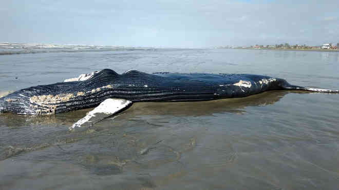Baleia-jubarte de quase 10 metros encalha e morre no litoral de SP
