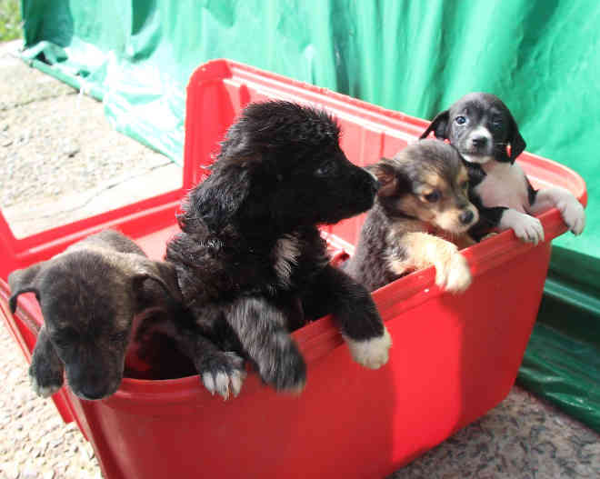 Itaquaquecetuba (SP) tem mais de 70 cães disponíveis para adoção