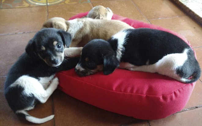 Aposentado traz esperança a cachorros abandonados em Ribeirão Preto, SP