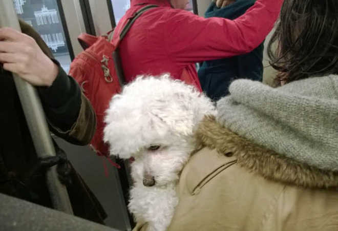 Ativista entrega petição para Metrô aceitar transporte de animais