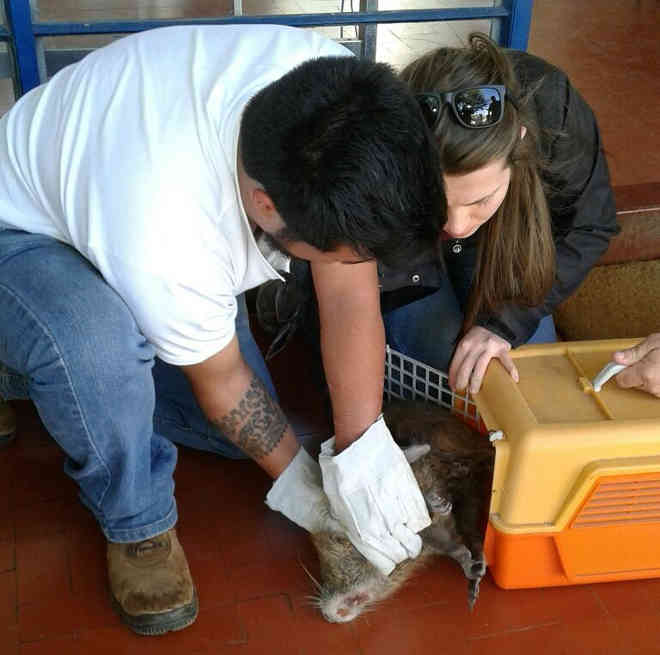 Roedor é resgatado com ferimentos em casa de Araçoiaba da Serra, SP
