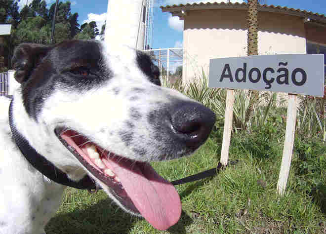 Centro de Proteção Animal de Barueri (SP) tem quase 100 adoções em menos de três meses