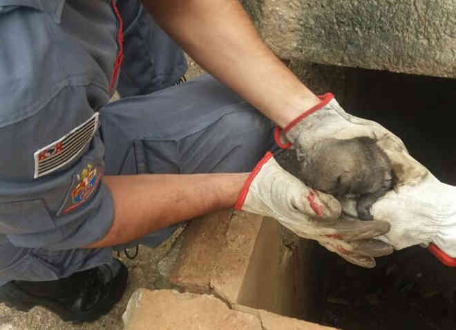 Bombeiros resgatam filhote de cão dentro de bueiro em Capão Bonito, SP