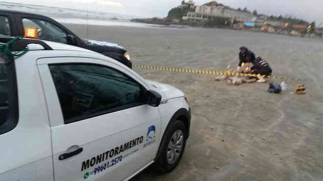 Filhote de baleia-jubarte é encontrado encalhado em praia do litoral de SP