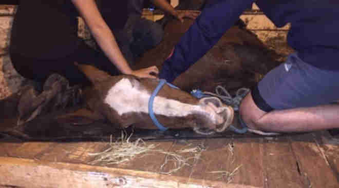 Cavalo que se feriu ontem corre risco de morte; tutor foi detido pela Guarda Municipal de Limeira, SP