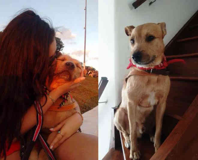 Vizinhança se mobiliza e encontra lar para cão de morador de rua em SP